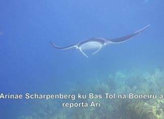 Citizen Scientists Needed to Identify Local Manta and Devil Rays