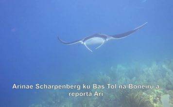 Citizen Scientists Needed to Identify Local Manta and Devil Rays