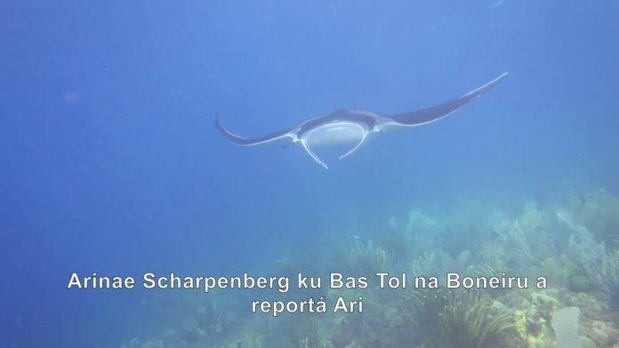 Citizen Scientists Needed to Identify Local Manta and Devil Rays