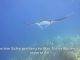 Citizen Scientists Needed to Identify Local Manta and Devil Rays