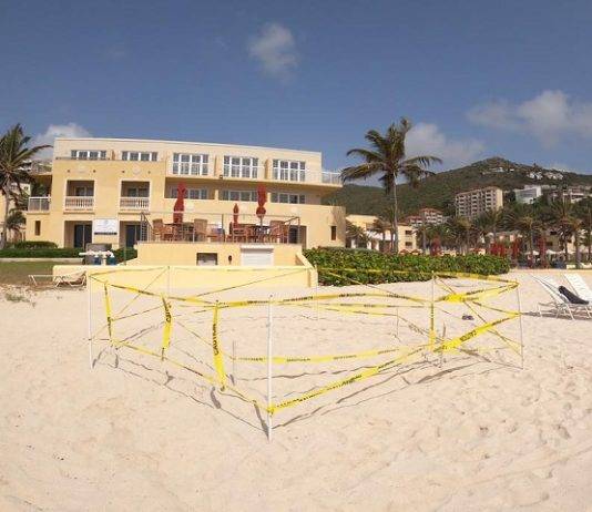 Nature Foundation St. Maarten Confirms Successful Sea Turtle Nesting on Dawn Beach