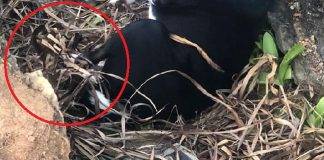 Harming animals on Sint Maarten punishable by law