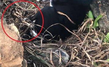 Harming animals on Sint Maarten punishable by law