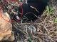 Harming animals on Sint Maarten punishable by law