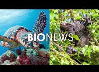 Reef sharks move to deeper water as they mature