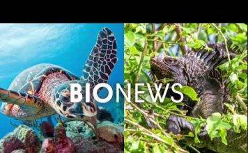 Reef sharks move to deeper water as they mature