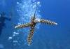 Relocation corals at new harbor site is a meticulous process