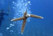 Relocation corals at new harbor site is a meticulous process