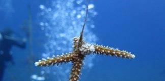 Relocation corals at new harbor site is a meticulous process