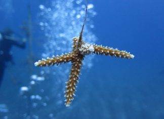 Relocation corals at new harbor site is a meticulous process