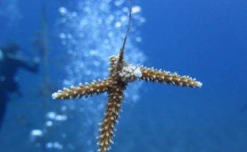 Relocation corals at new harbor site is a meticulous process