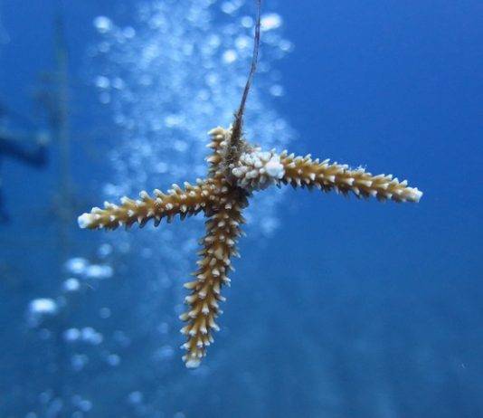 Relocation corals at new harbor site is a meticulous process
