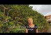 Vegetation Study informs Spatial Planning on Sint Maarten
