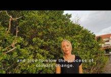 Vegetation Study informs Spatial Planning on Sint Maarten