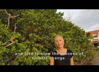 Vegetation Study informs Spatial Planning on Sint Maarten
