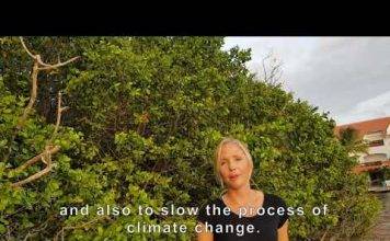 Vegetation Study informs Spatial Planning on Sint Maarten