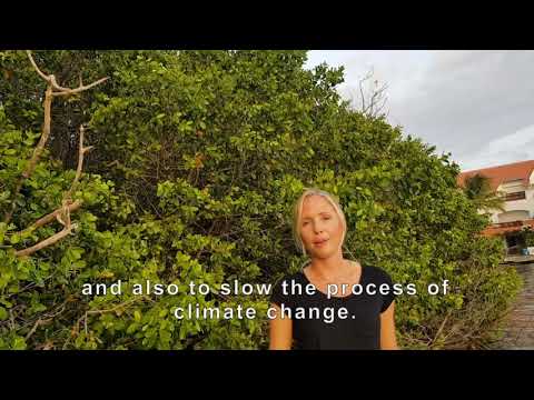 Vegetation Study informs Spatial Planning on Sint Maarten