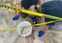 Nature Foundation St. Maarten Notices an Active Sea Turtle Nesting Season this Year