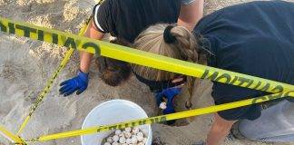 Nature Foundation St. Maarten Notices an Active Sea Turtle Nesting Season this Year