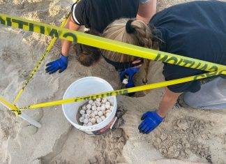 Nature Foundation St. Maarten Notices an Active Sea Turtle Nesting Season this Year