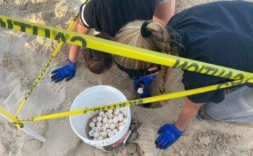 Nature Foundation St. Maarten Notices an Active Sea Turtle Nesting Season this Year