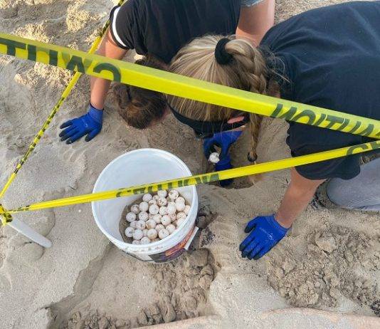 Nature Foundation St. Maarten Notices an Active Sea Turtle Nesting Season this Year