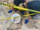 Nature Foundation St. Maarten Notices an Active Sea Turtle Nesting Season this Year