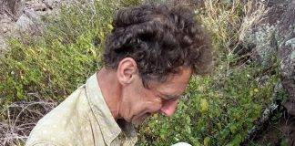 Tropicbird research on Saba provides important data