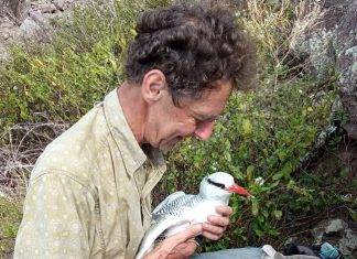 Tropicbird research on Saba provides important data