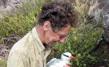 Tropicbird research on Saba provides important data