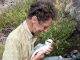 Tropicbird research on Saba provides important data