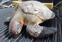 Once again, the Nature Foundation St. Maarten Reports Dead Sea Turtle due to Boat Strike