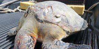 Once again, the Nature Foundation St. Maarten Reports Dead Sea Turtle due to Boat Strike