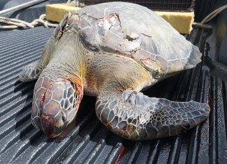 Once again, the Nature Foundation St. Maarten Reports Dead Sea Turtle due to Boat Strike