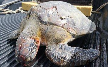 Once again, the Nature Foundation St. Maarten Reports Dead Sea Turtle due to Boat Strike