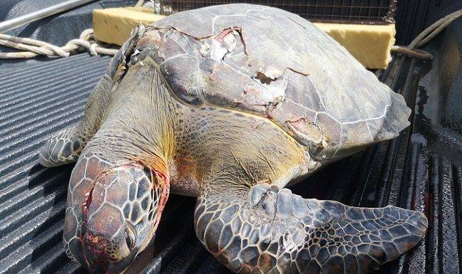 Once again, the Nature Foundation St. Maarten Reports Dead Sea Turtle due to Boat Strike