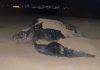 Leatherback Sea Turtle Spotted on Simpson Bay during Nesting Season