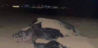 Leatherback Sea Turtle Spotted on Simpson Bay during Nesting Season