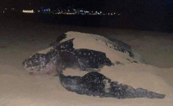 Leatherback Sea Turtle Spotted on Simpson Bay during Nesting Season