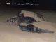Leatherback Sea Turtle Spotted on Simpson Bay during Nesting Season