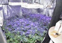 Police Press release: Marijuana nursery dismantled
