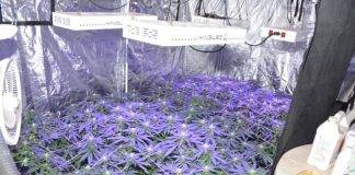 Police Press release: Marijuana nursery dismantled