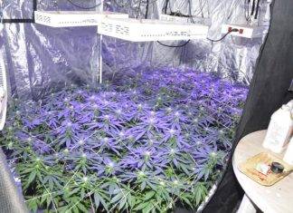 Police Press release: Marijuana nursery dismantled