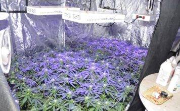 Police Press release: Marijuana nursery dismantled