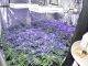 Police Press release: Marijuana nursery dismantled