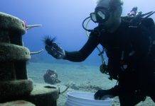 Saba promoted as environmental education island