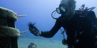 Saba promoted as environmental education island