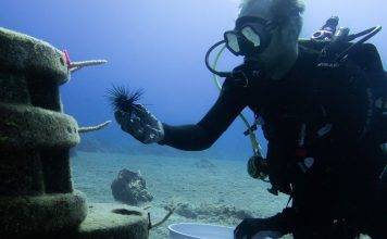 Saba promoted as environmental education island