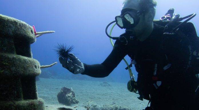 Saba promoted as environmental education island
