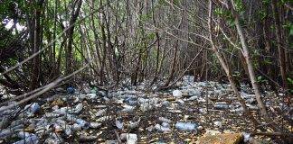 Alarming amounts of single-use plastics collected during ICC 2022